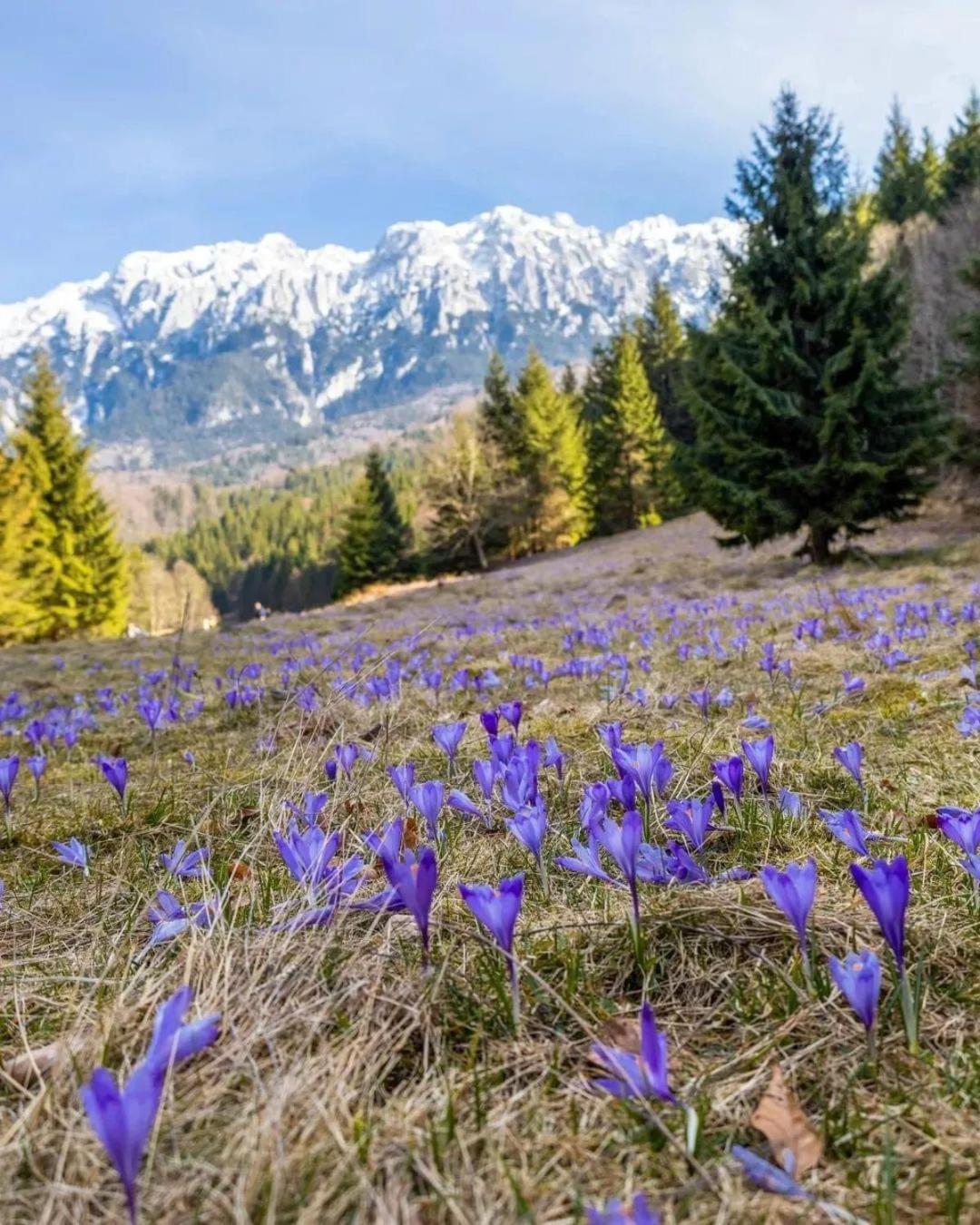 Cazare Zorilor Зернешті Номер фото